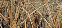 Karma Wetland